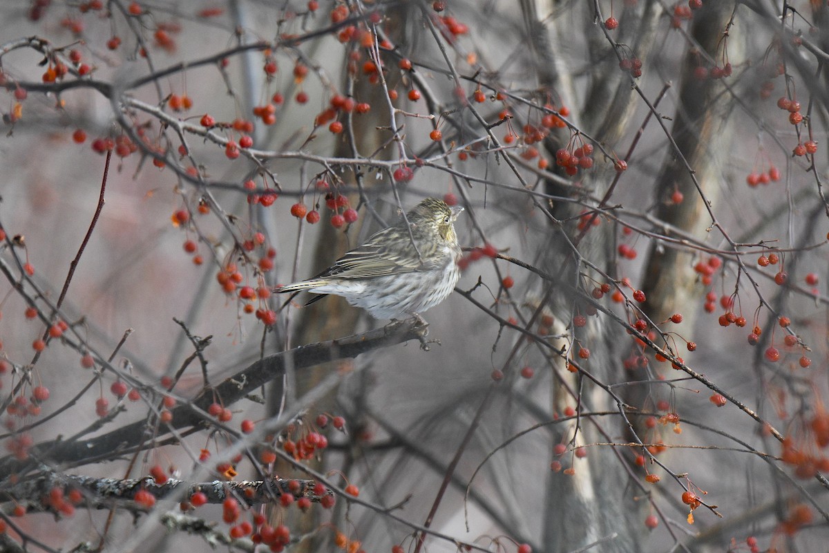 Cassin's Finch - ML646604210