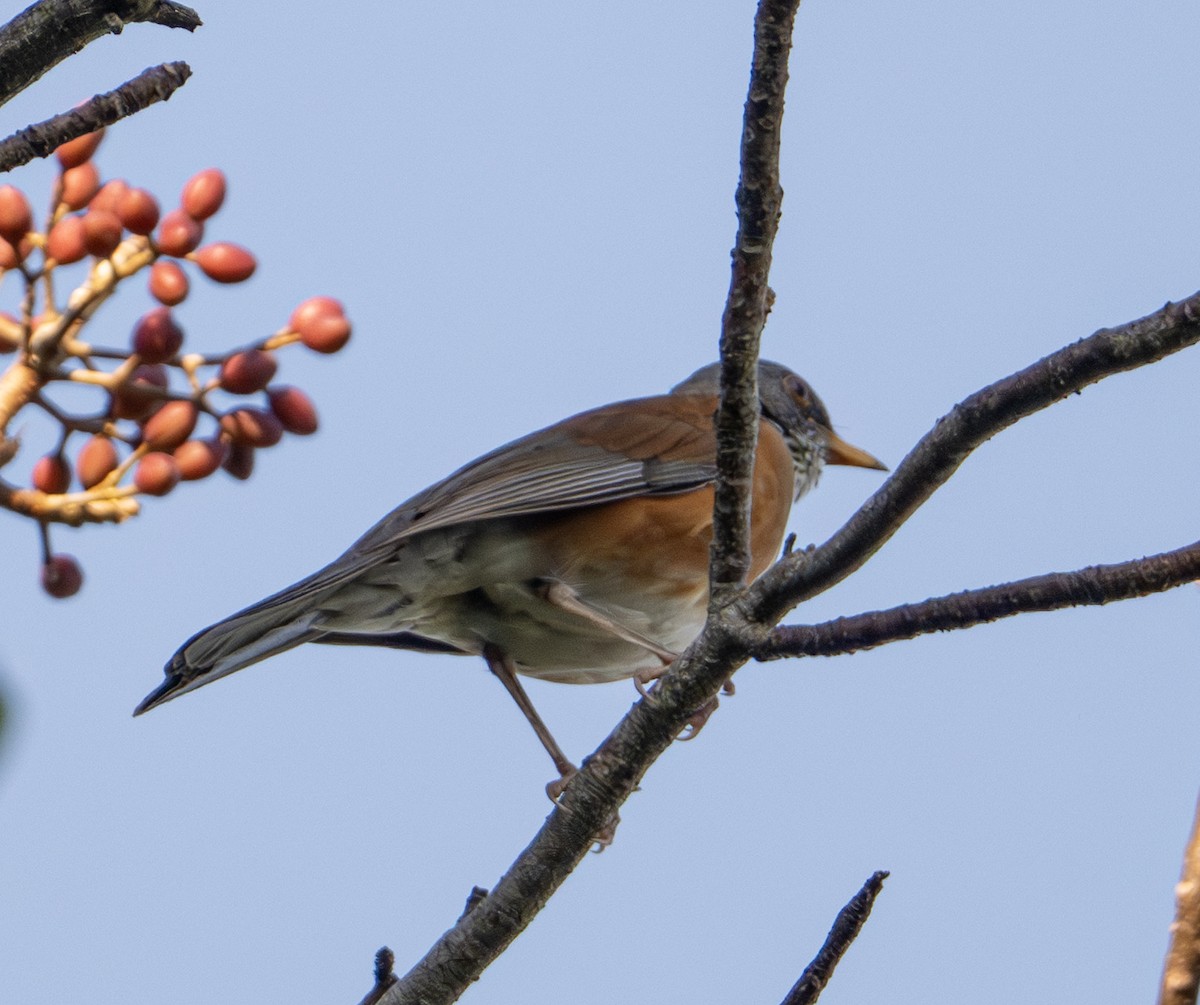 Rufous-backed Robin - ML646604216