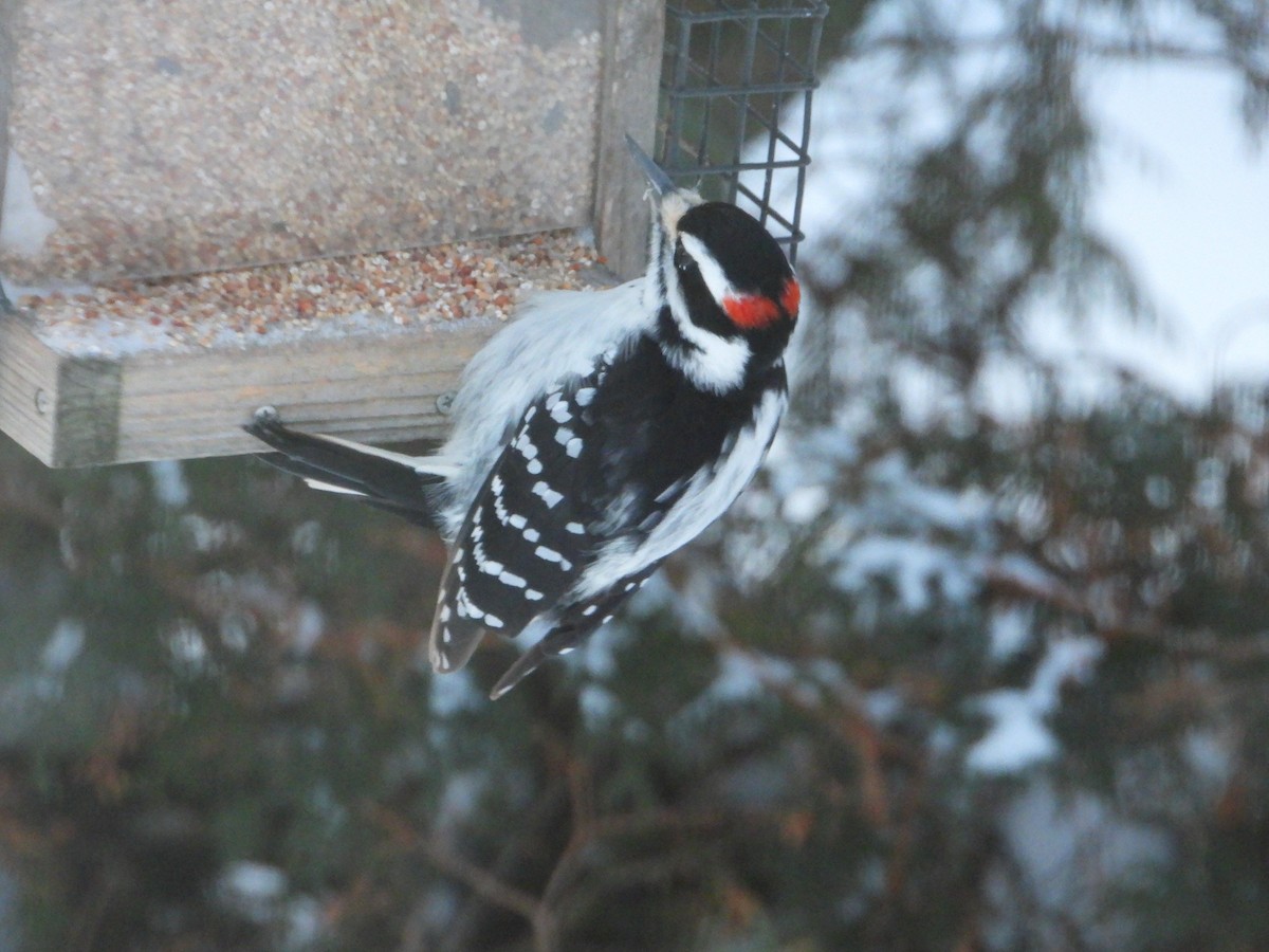 Hairy Woodpecker - ML646604219
