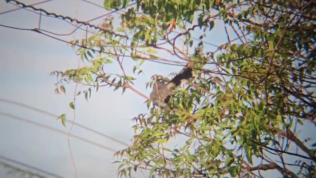 Blue-faced Malkoha - ML646604223