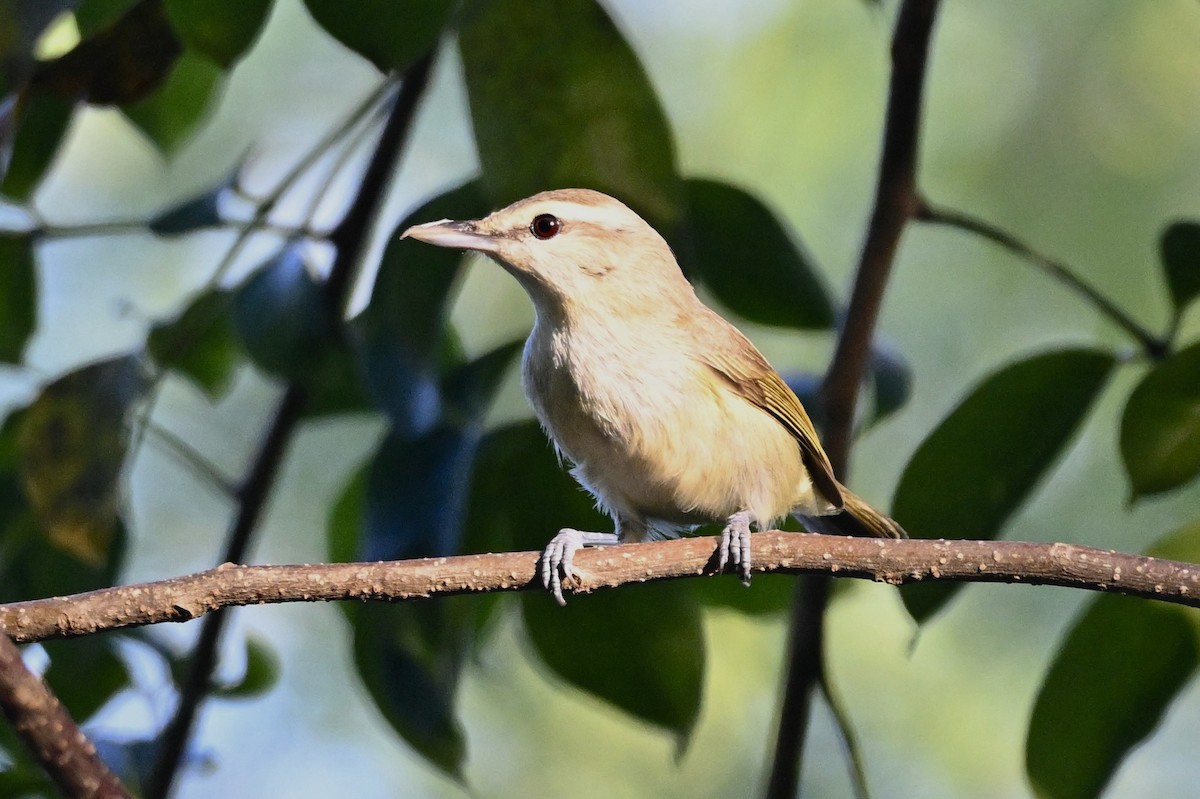 Yucatan Vireo - ML646604225