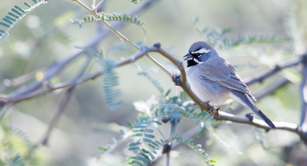Black-throated Sparrow - ML646604229