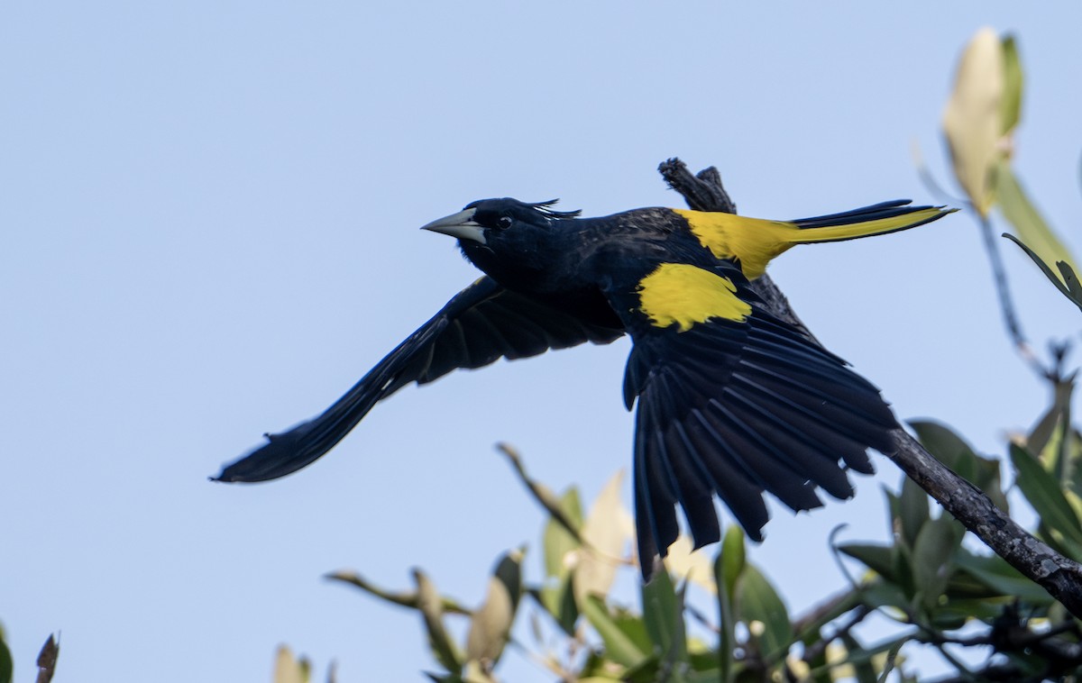 Yellow-winged Cacique - ML646604230