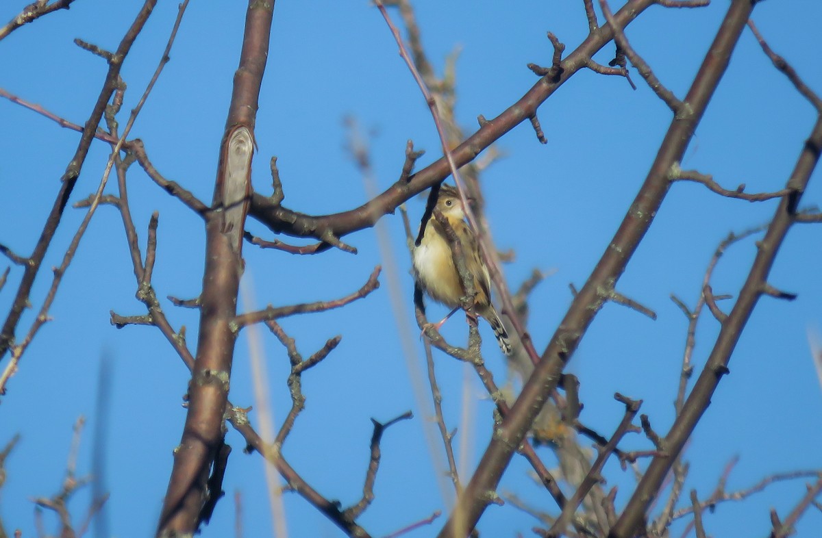 cistussanger - ML646604232