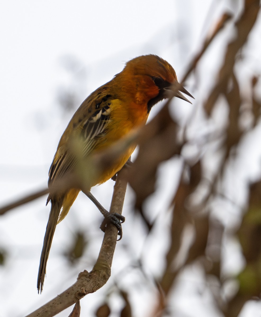 Streak-backed Oriole - ML646604236
