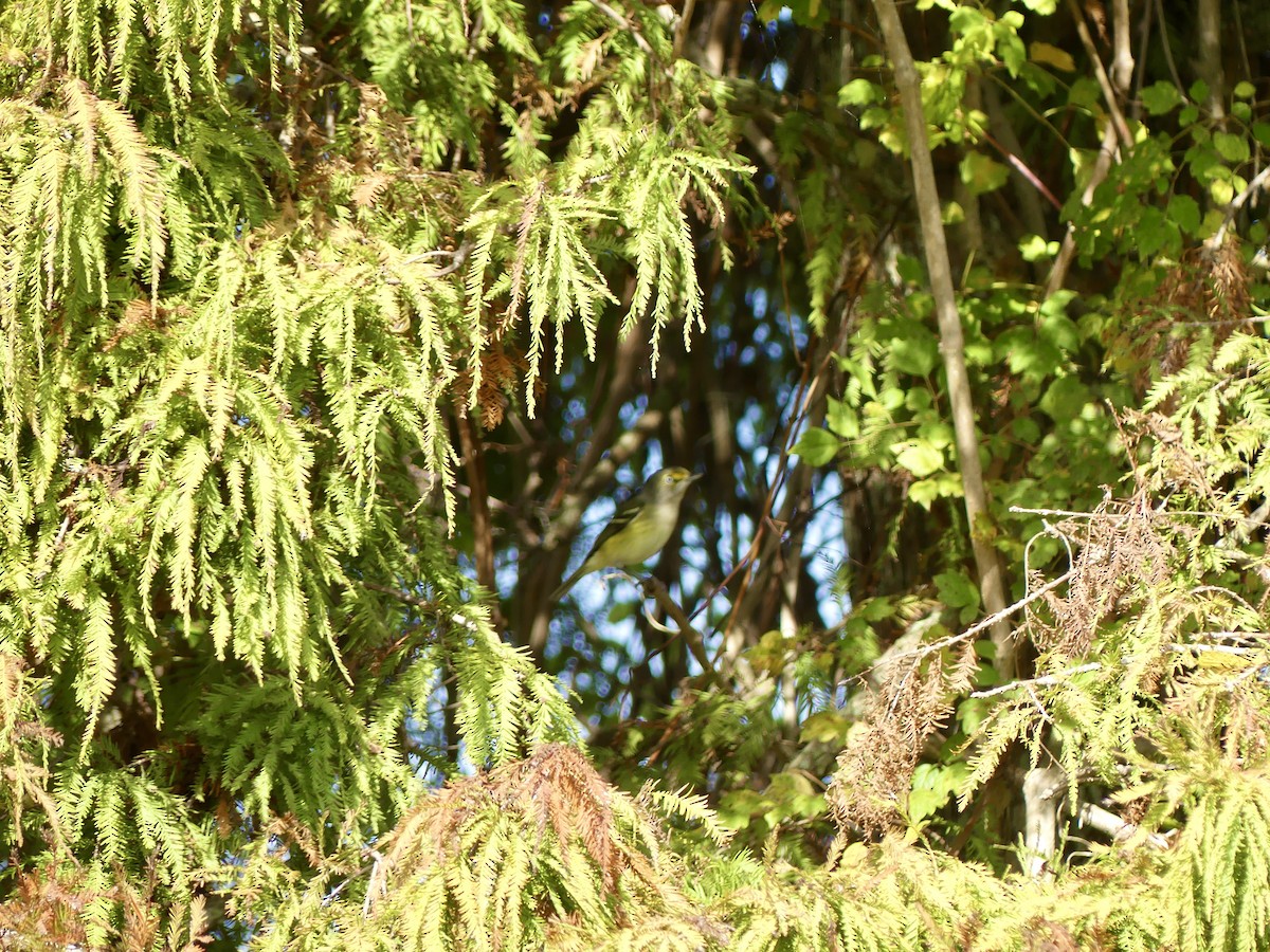 White-eyed Vireo (White-eyed) - ML646604237