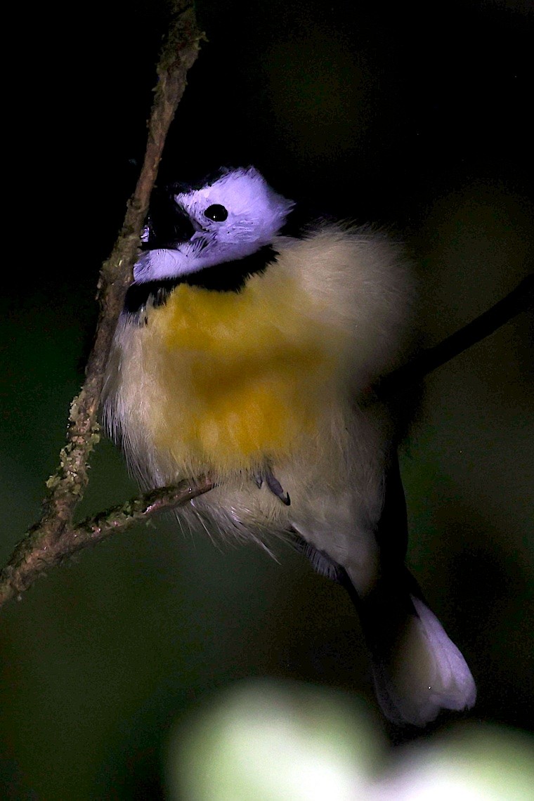 Monarca de las Banks - ML646604238