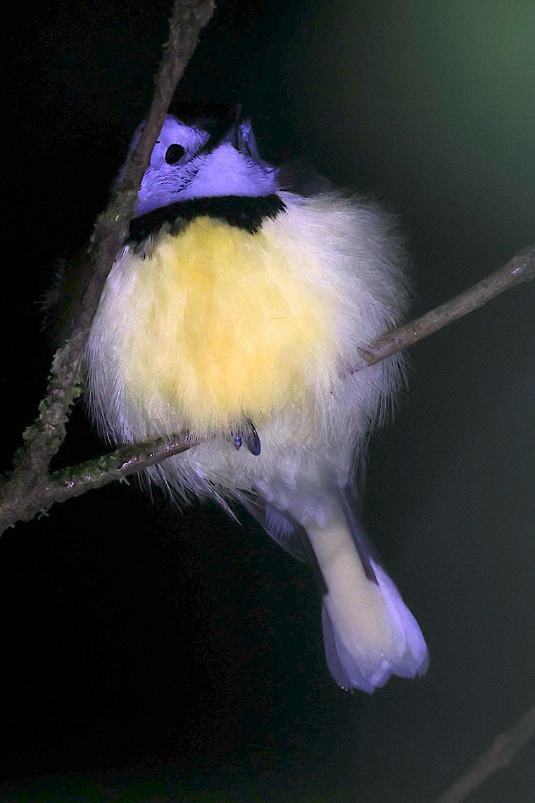 Buff-bellied Monarch - ML646604239