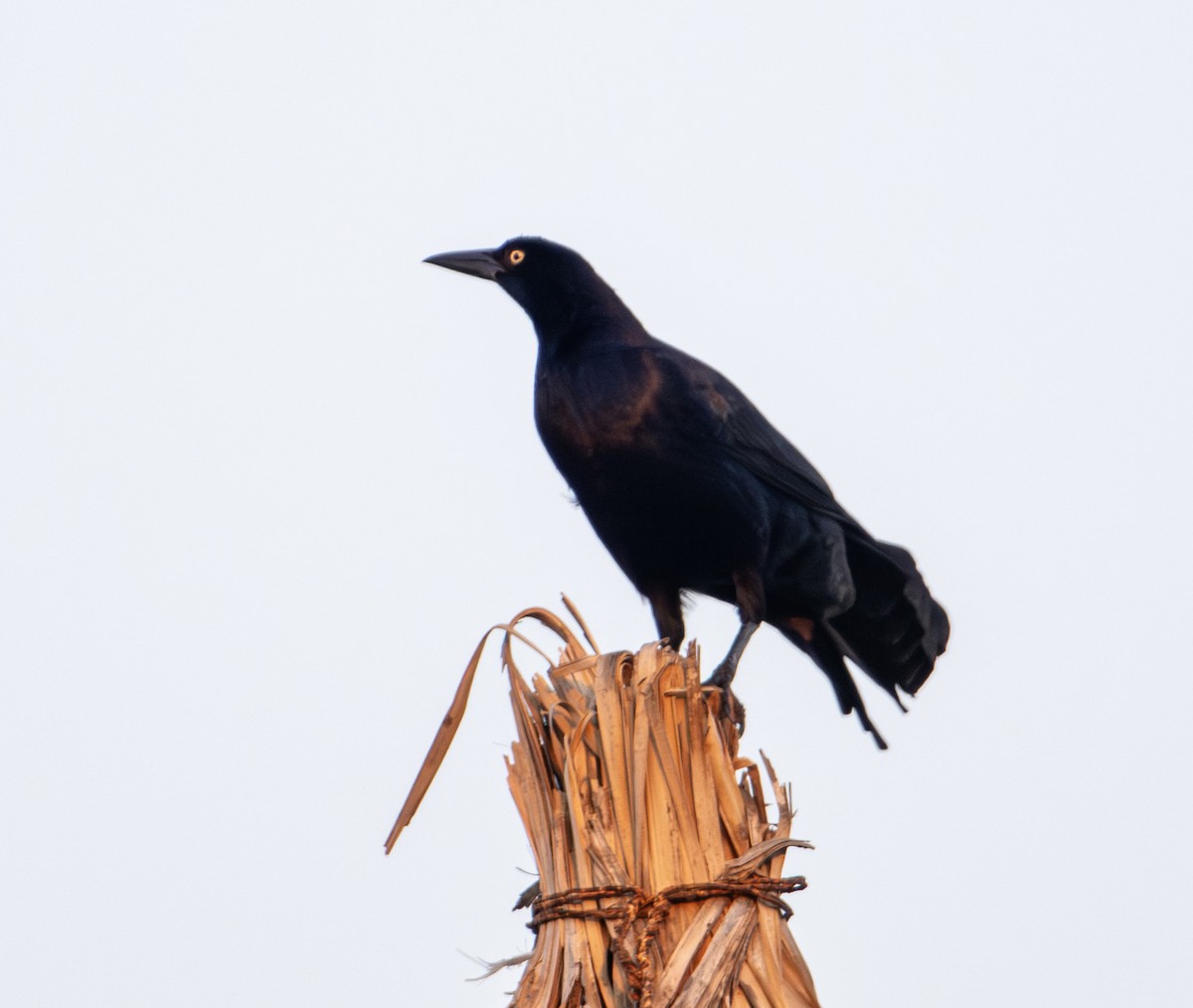 Great-tailed Grackle - ML646604249