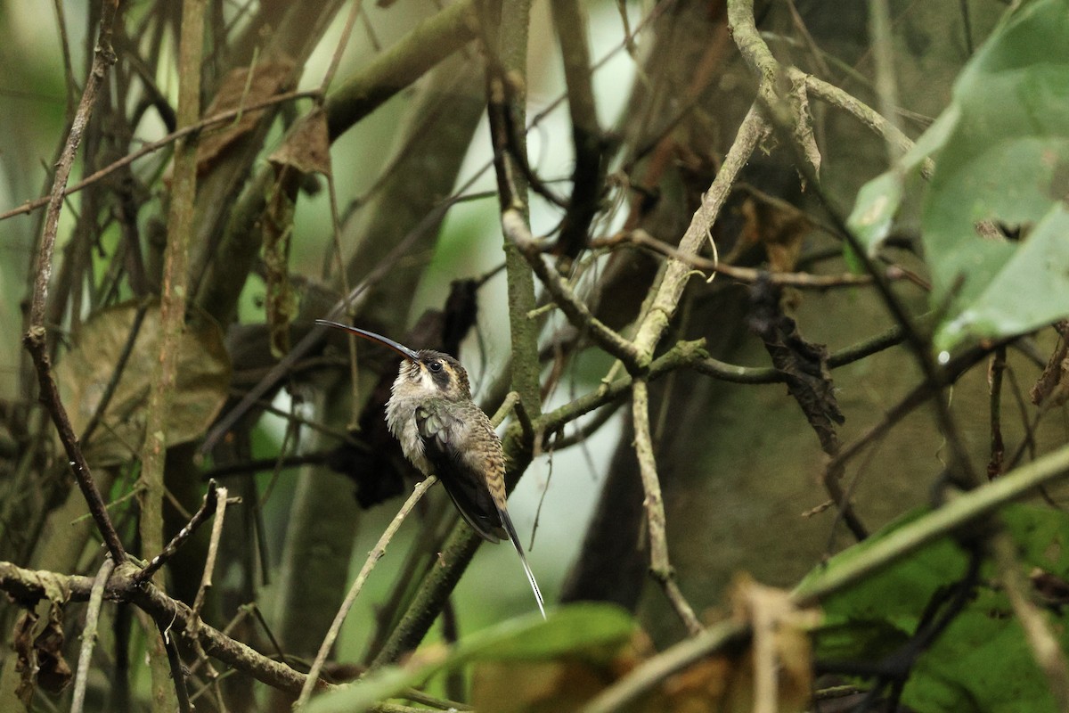 Long-billed Hermit - ML646604250