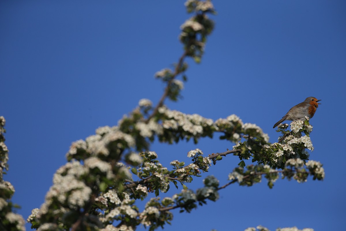 Txantxangorria - ML646604252