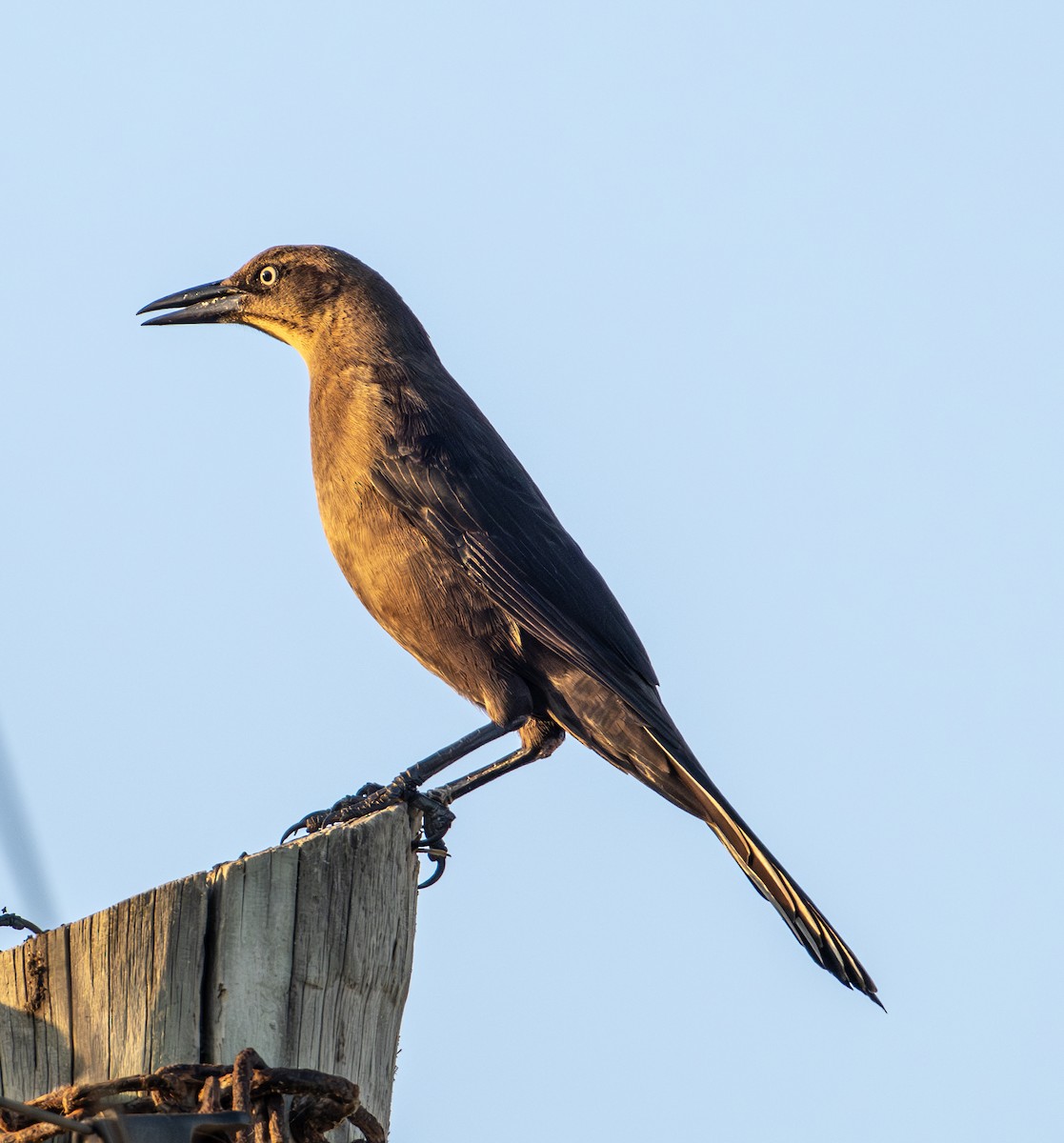 Great-tailed Grackle - ML646604253