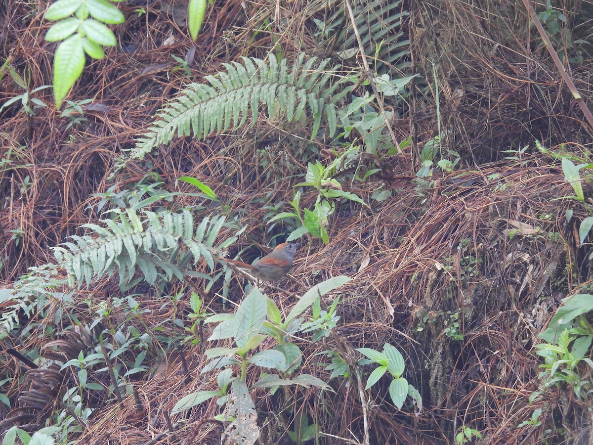 Azara's Spinetail - ML646604254