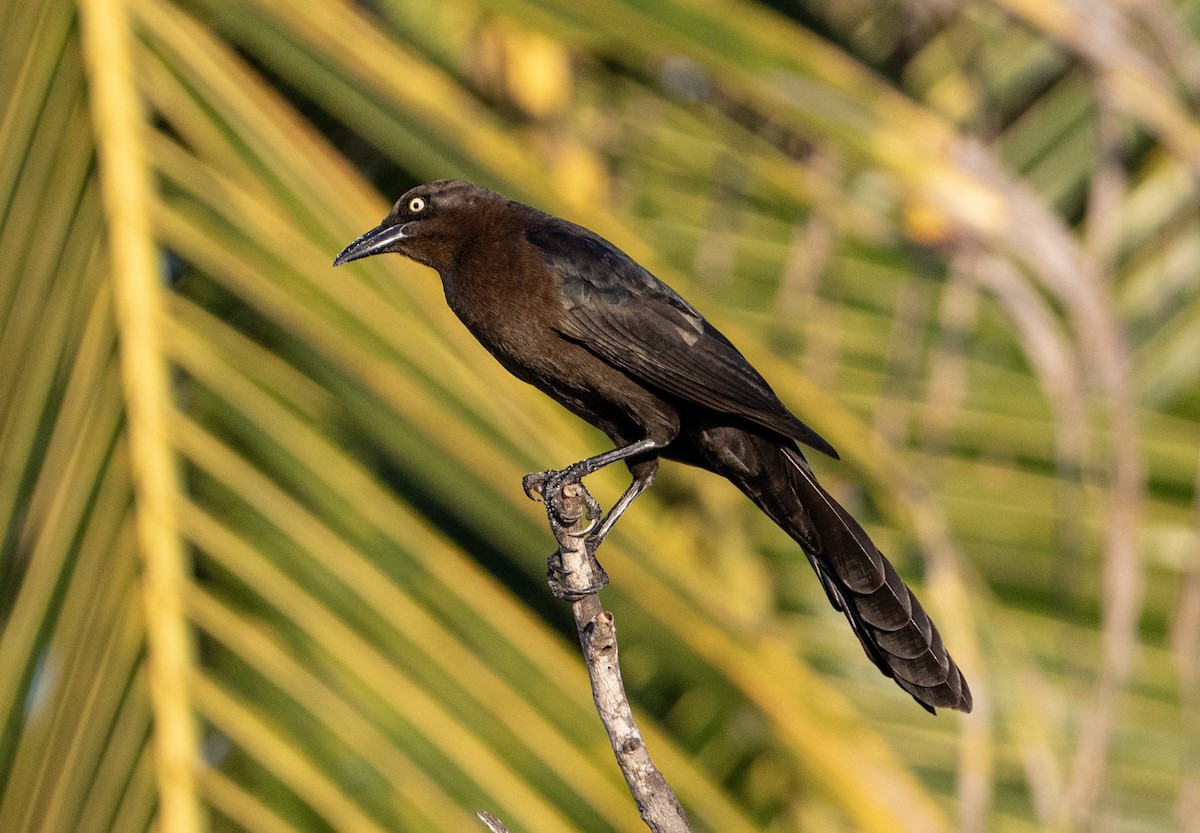 Great-tailed Grackle - ML646604255
