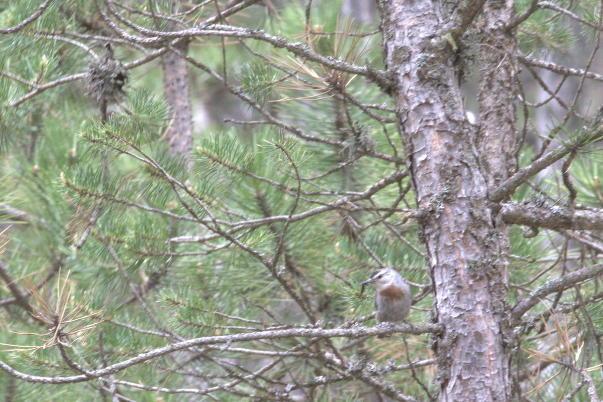 Garrapo turkiarra - ML646604256