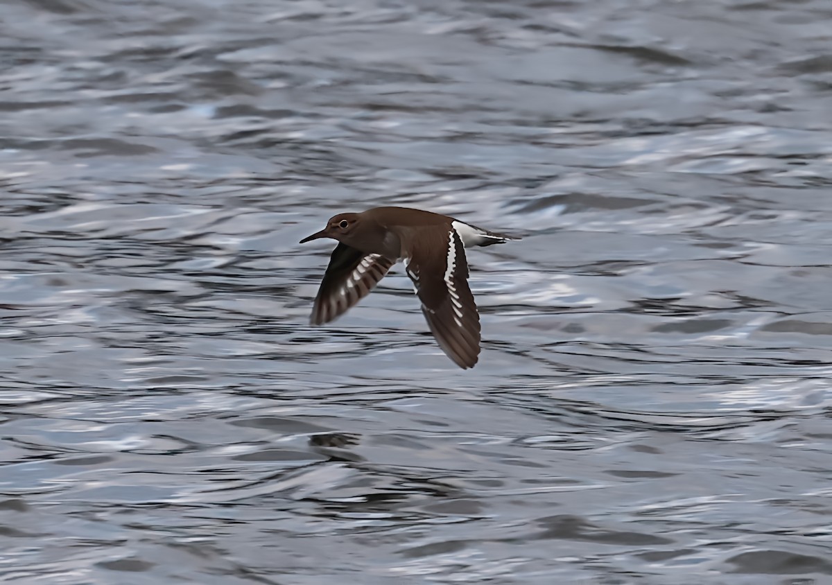 Kuliska txikia - ML646604257