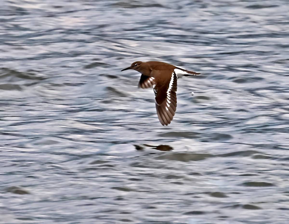 Kuliska txikia - ML646604258