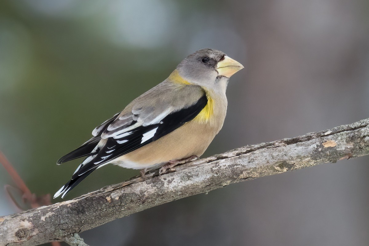 Evening Grosbeak - ML646604259