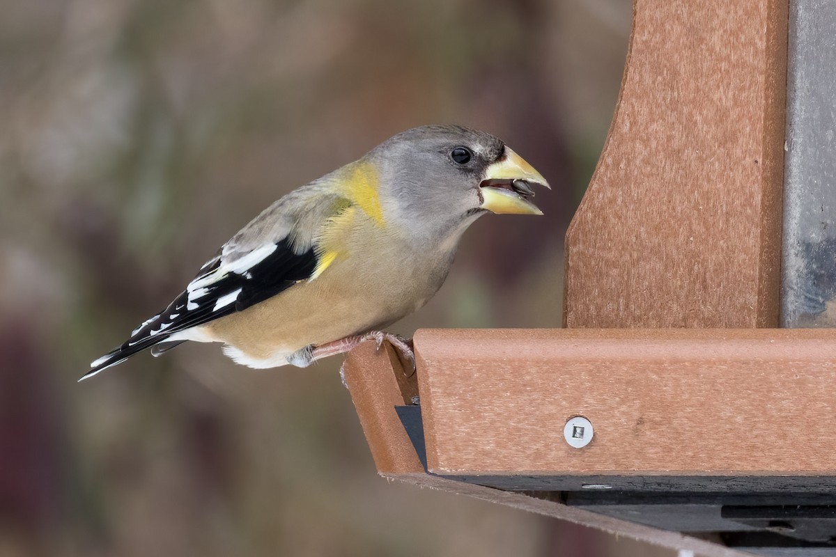 Evening Grosbeak - ML646604260