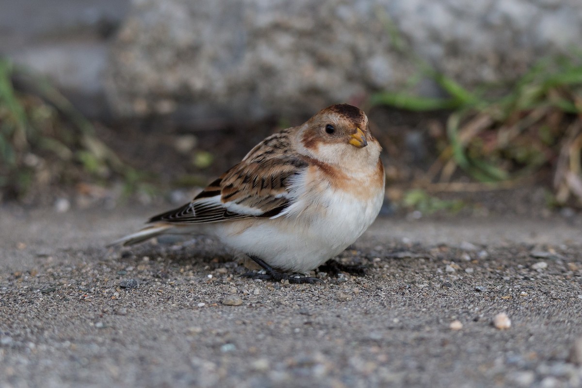 Elur-berdantza - ML646604261