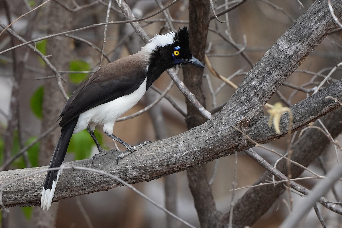 White-naped Jay - ML646604262