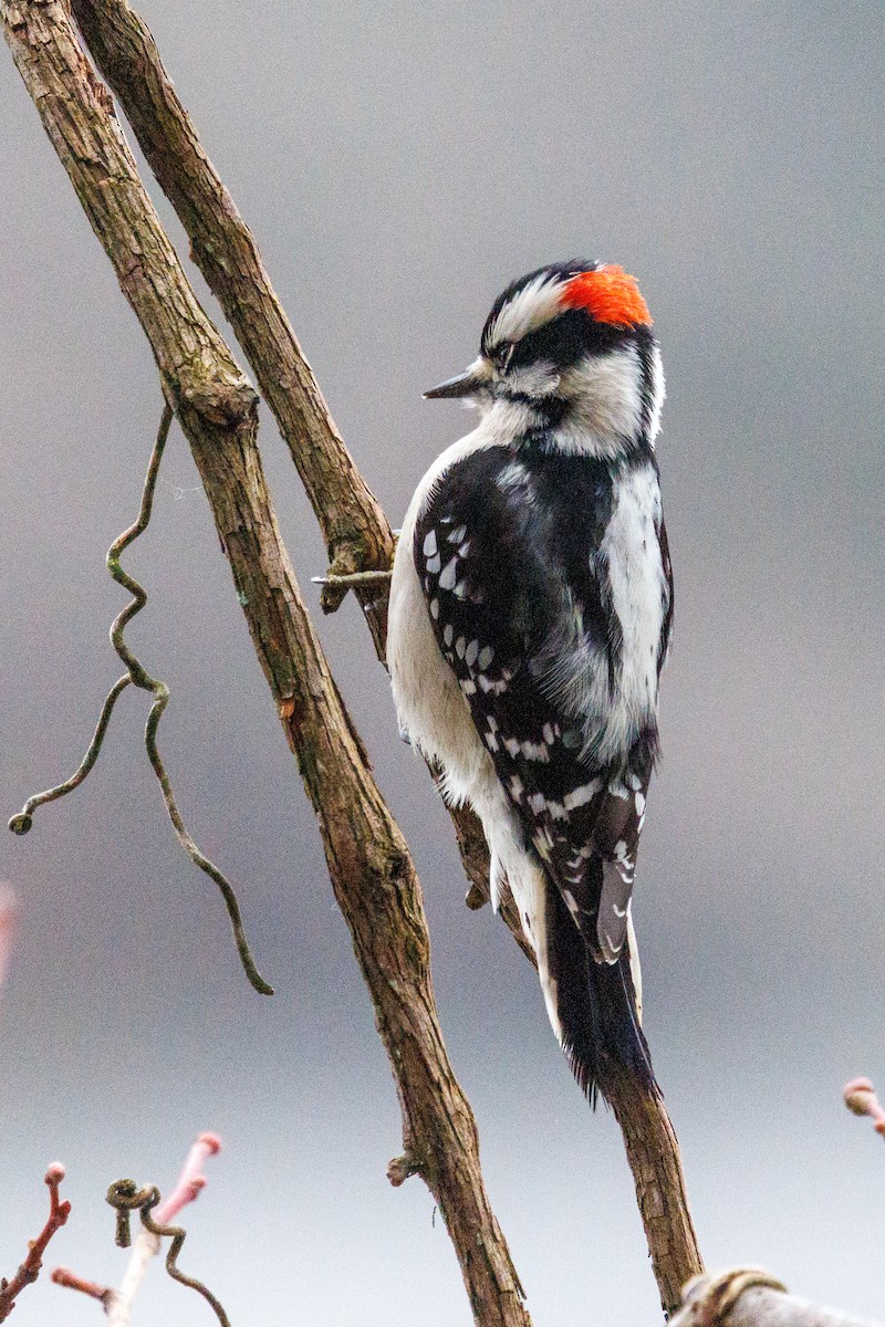 Downy Woodpecker - ML646604263