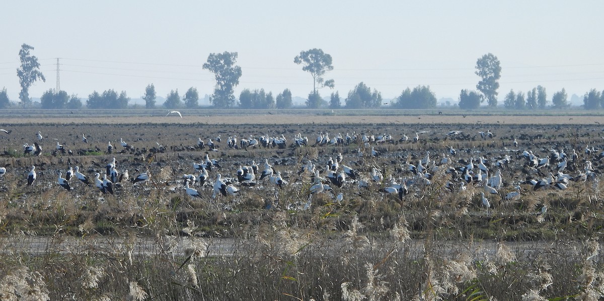 Zikoina zuria - ML646604264