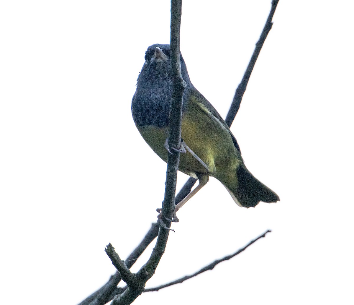 MacGillivray's Warbler - ML646604266