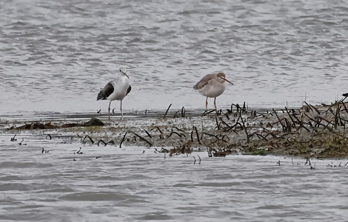 Bernagorri iluna - ML646604267