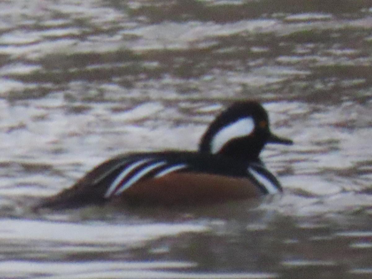 Zerra buruhandia - ML646604268