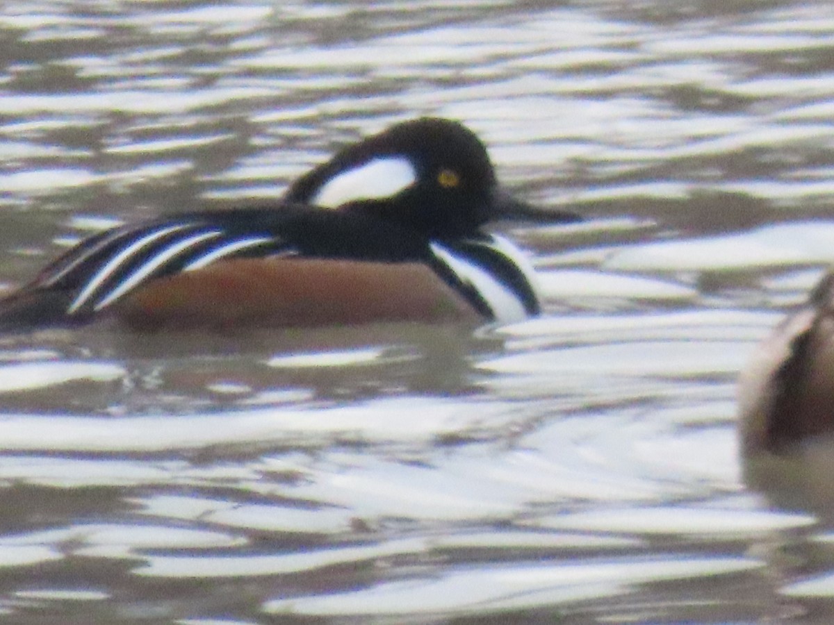 Zerra buruhandia - ML646604269