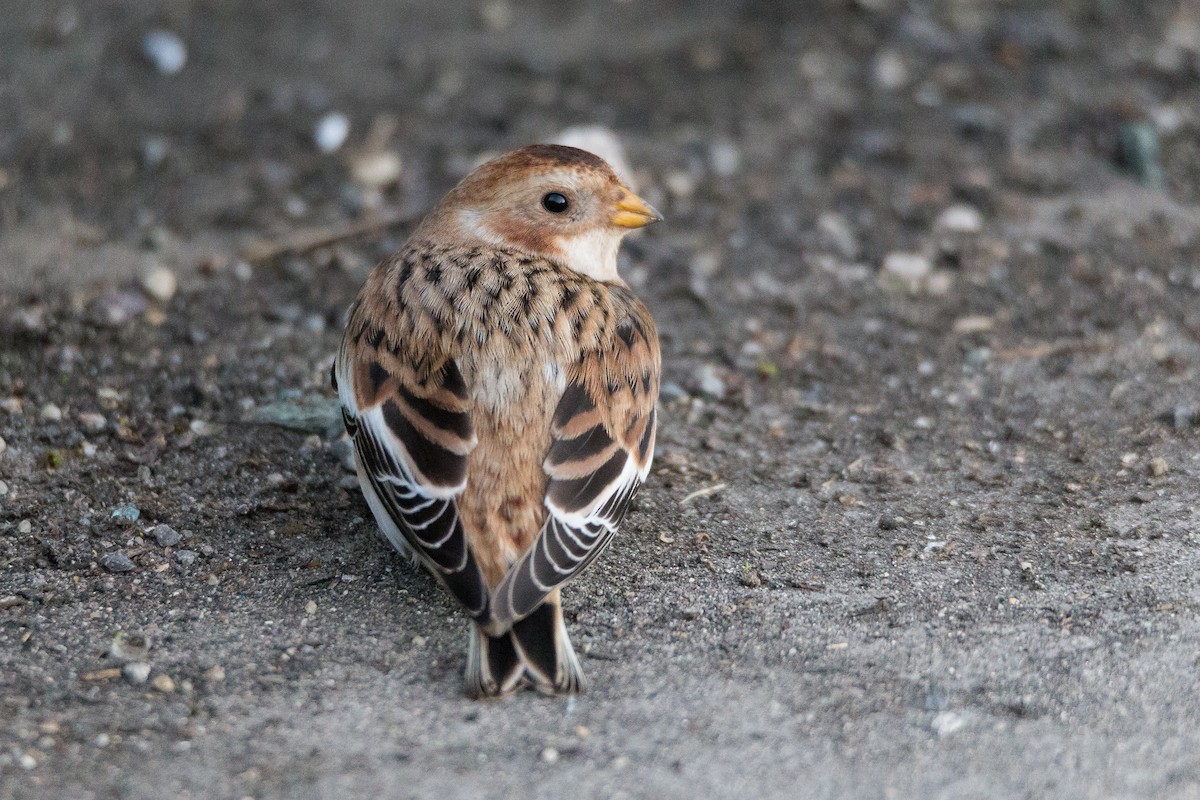 Elur-berdantza - ML646604270