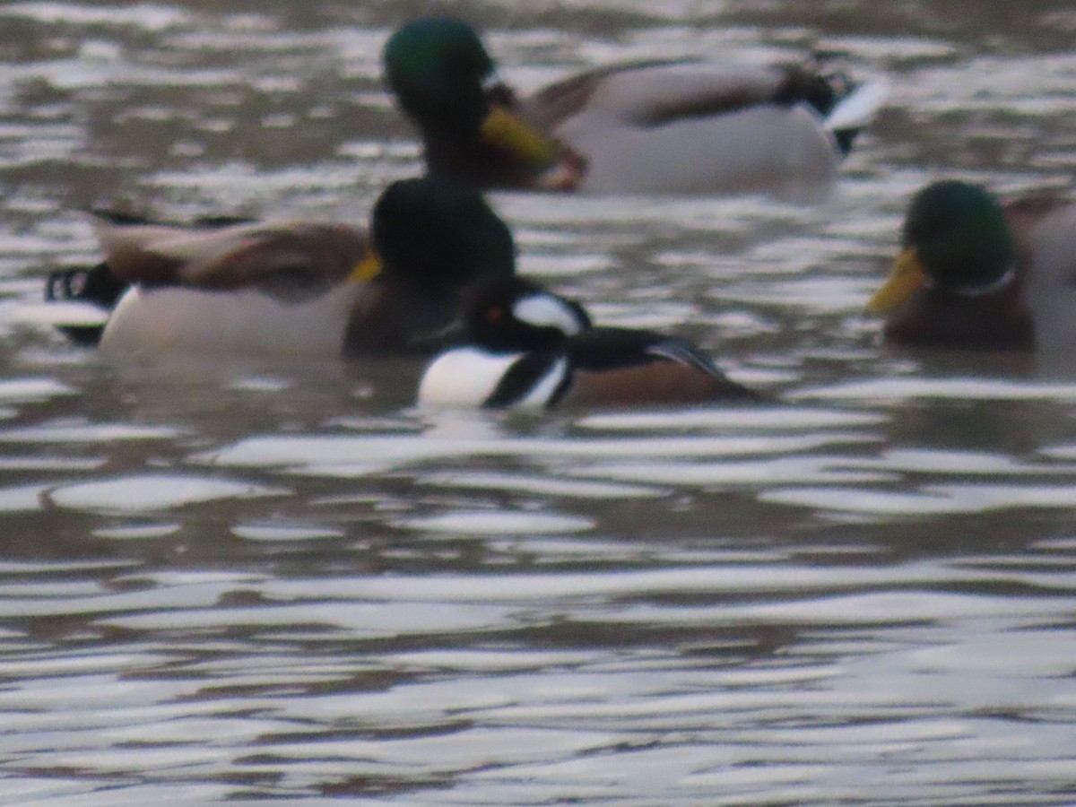 Zerra buruhandia - ML646604271