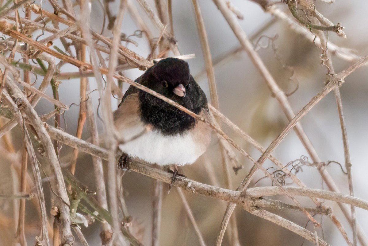 Dark-eyed Junco - ML646604272