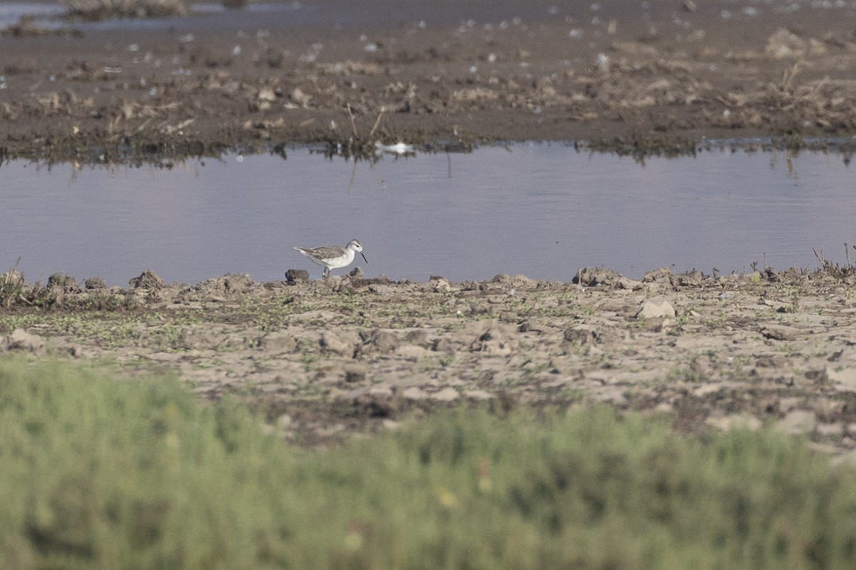 Wilson mendebal-txoria - ML646604273