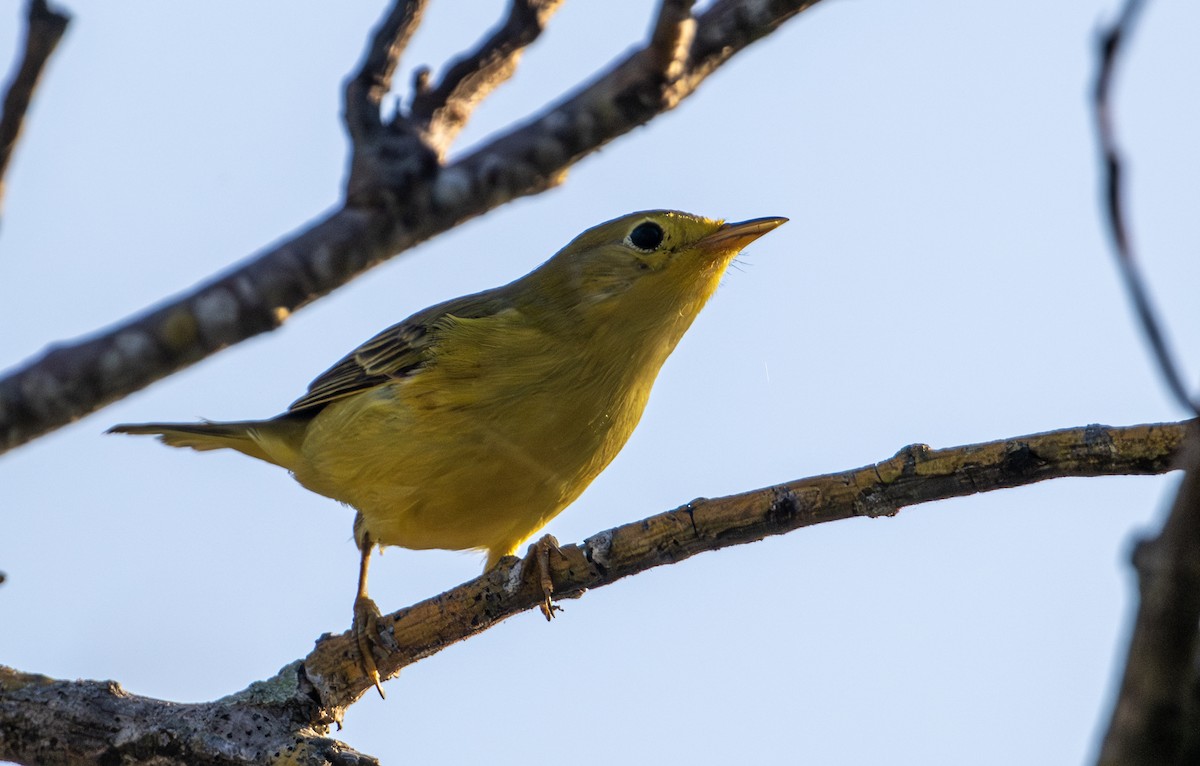 Northern Yellow Warbler - ML646604274