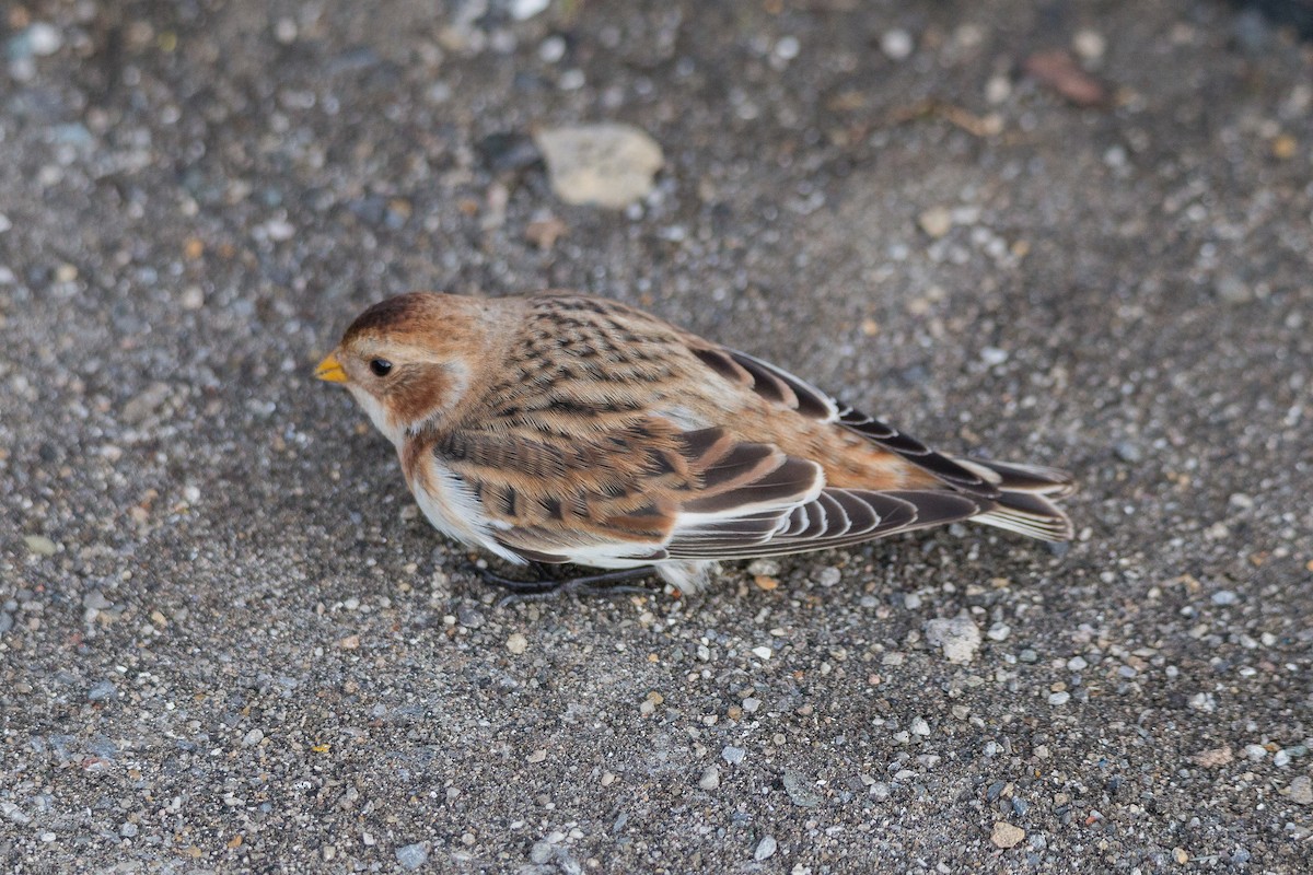 Elur-berdantza - ML646604275