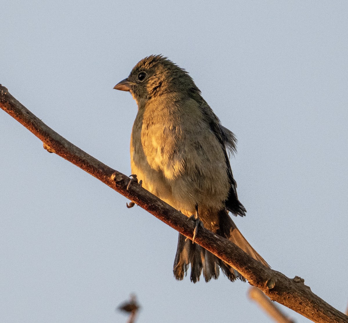 Painted Bunting - ML646604277