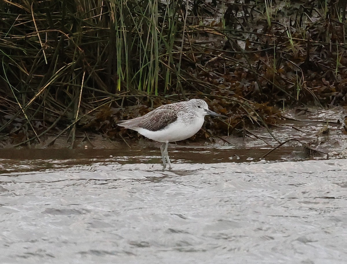 Kuliska zuria - ML646604278