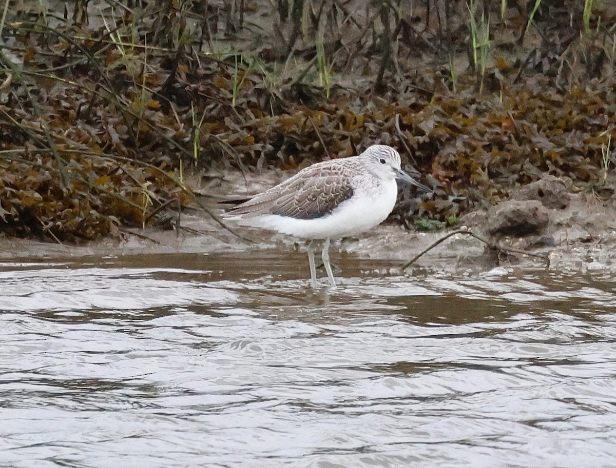 Kuliska zuria - ML646604279