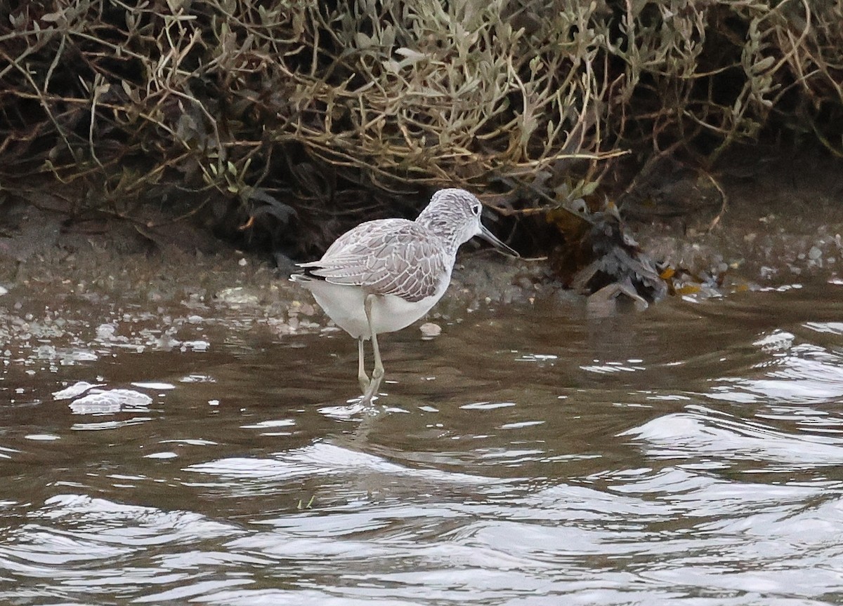 Kuliska zuria - ML646604280