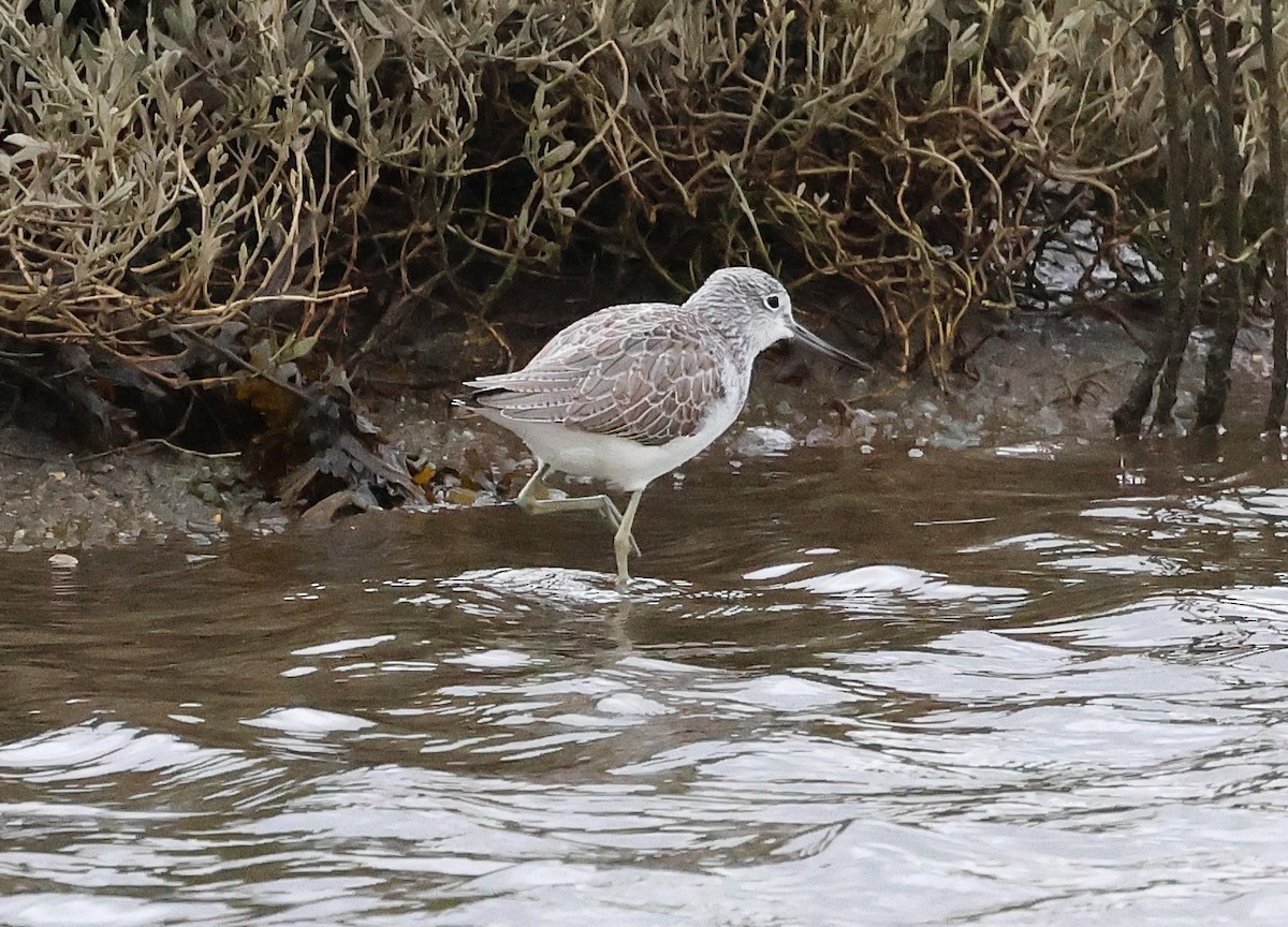 Kuliska zuria - ML646604281