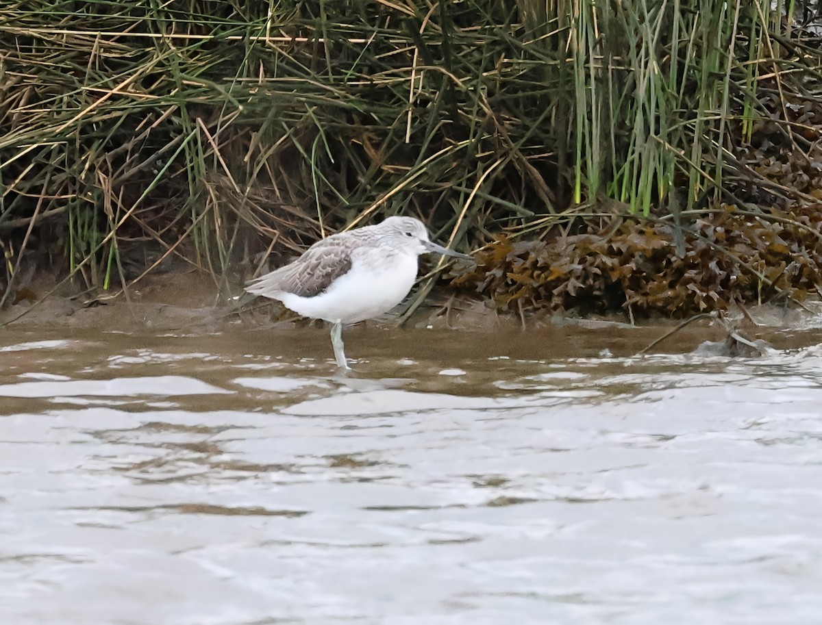 Kuliska zuria - ML646604282