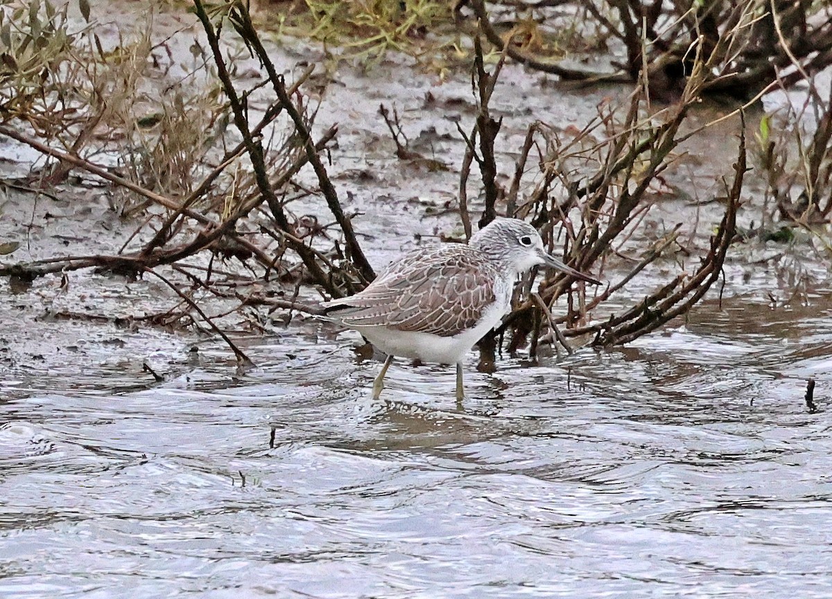 Kuliska zuria - ML646604283