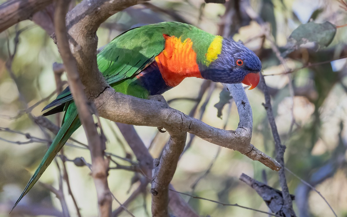 Rainbow Lorikeet - ML646604285