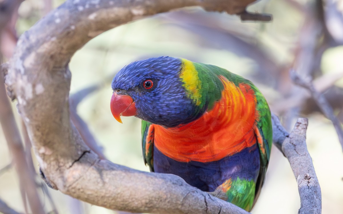 Rainbow Lorikeet - ML646604286