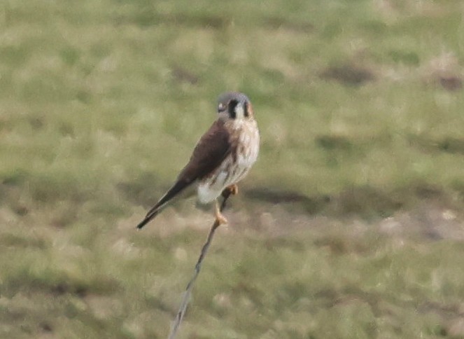 American Kestrel - ML646604287