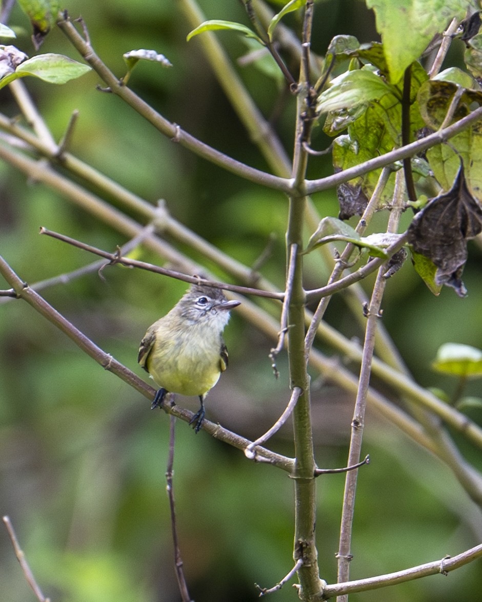Tyranneau passegris - ML646604289