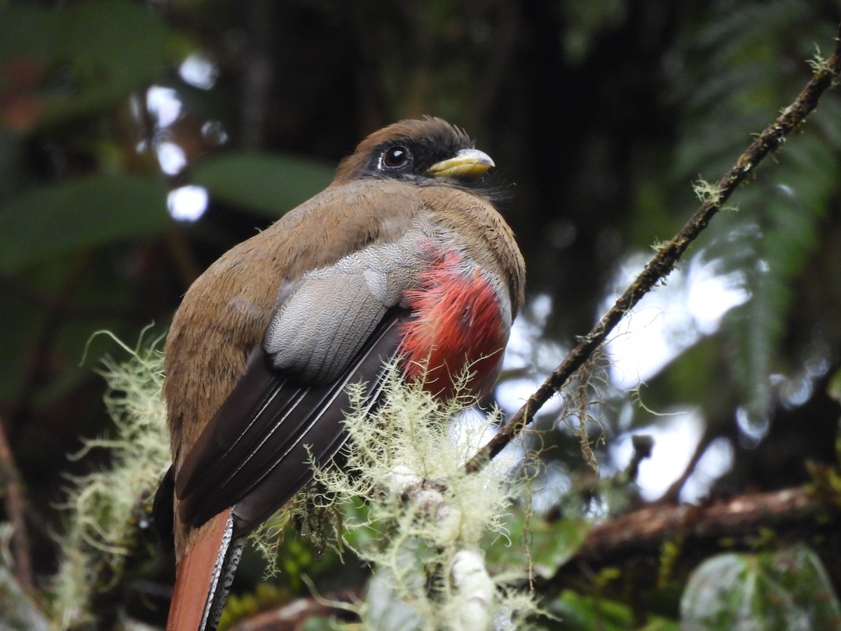Masked Trogon - ML646604293