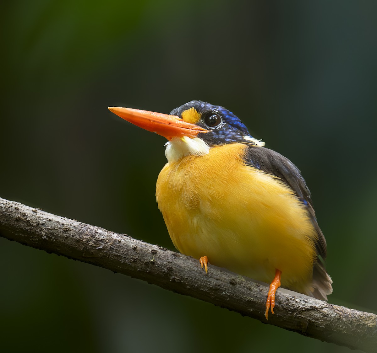 Moluccan Dwarf-Kingfisher (North Moluccan) - ML646604295